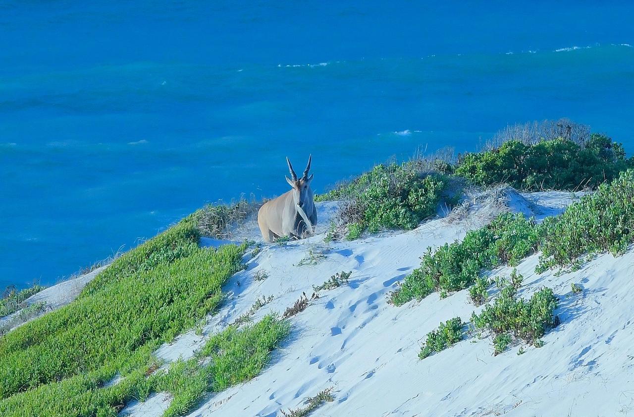 Morukuru Beach Lodge De Hoop Nature Reserve Exterior foto