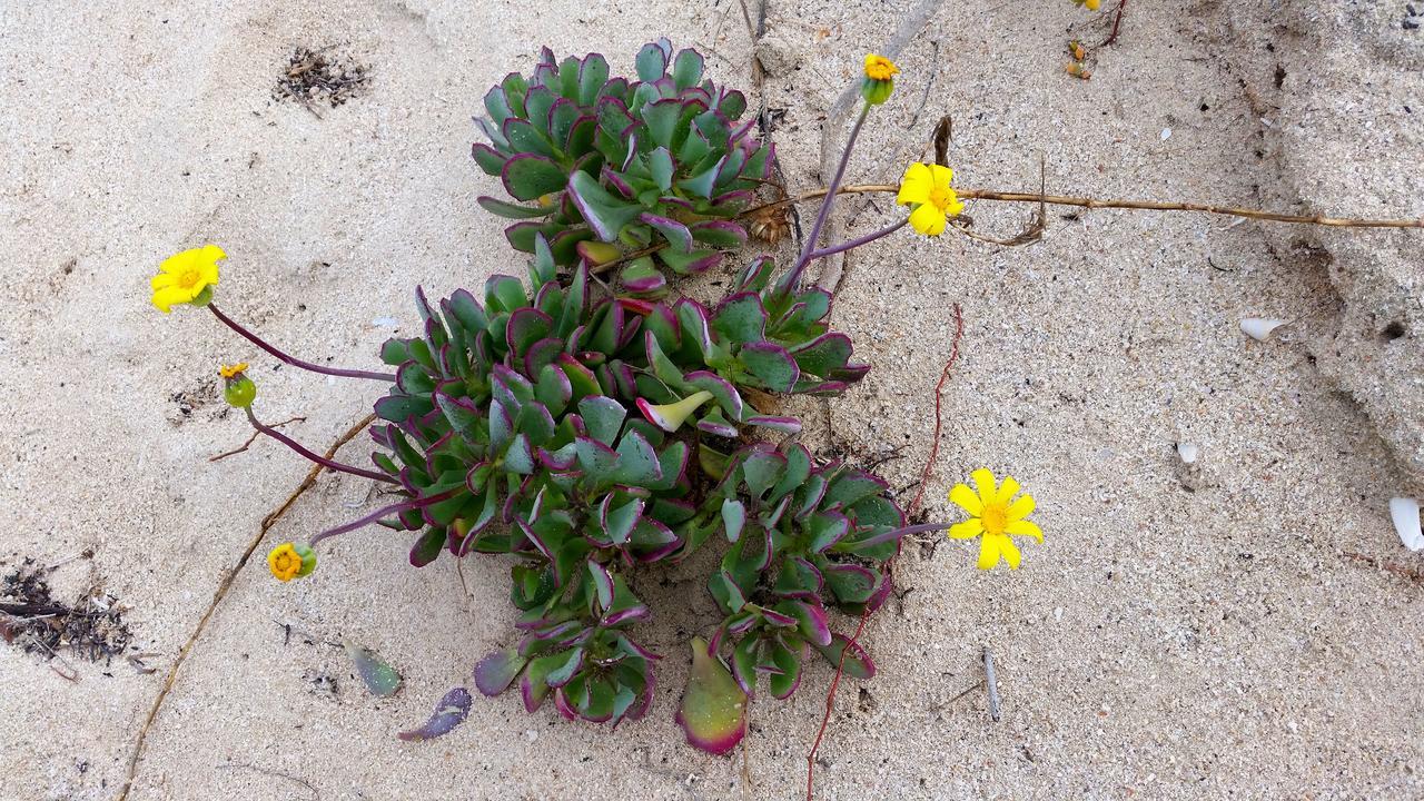 Morukuru Beach Lodge De Hoop Nature Reserve Exterior foto